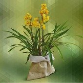 Cymbidium Arrangement