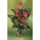 Anthurium Plant