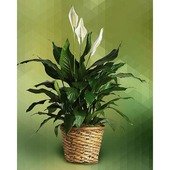 Peace Lily