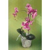 Fuxia Phalenopsis Plant