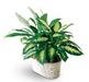 Spathiphyllum and Dieffenbachia