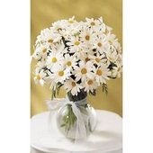 The  Daisy Vase