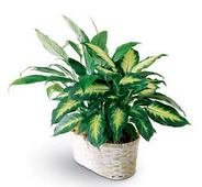 Spathiphyllum and Dieffenbachia