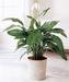 Green Plant