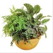 Dishgarden