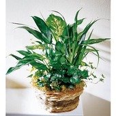 Dishgarden