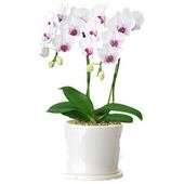 Splendid Orchids