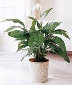 Green Plant