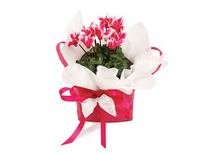 Cyclamen