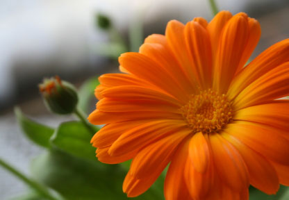 Birth Month Flower of October - The Calendula