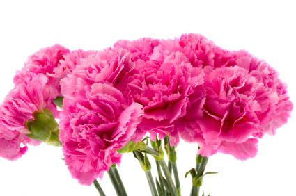 carnation flower