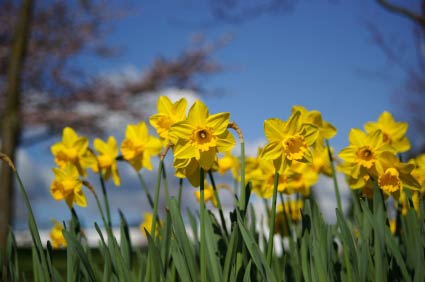 Daffodil Meaning and Symbolism