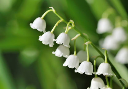 Birth flower of the month: lily of the valley