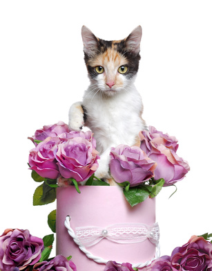 cat in rose box