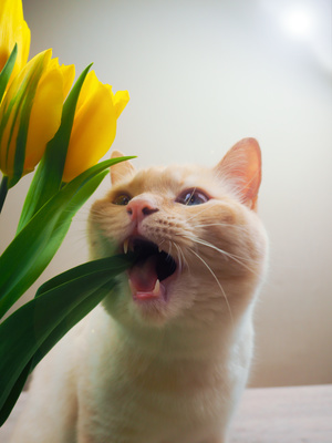 cat yellow tulips.