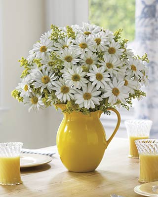 Are African Daisies Poisonous?