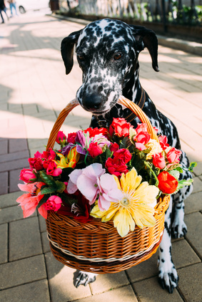 dalmation in the flowers