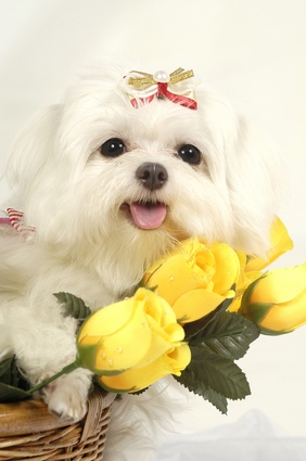 fluffy yellow roses