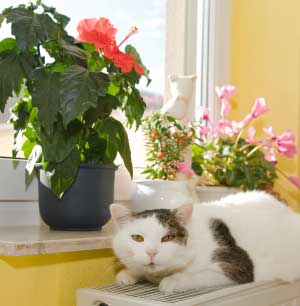 white cat window sill