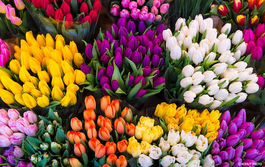 Tulips Ready For Arranging