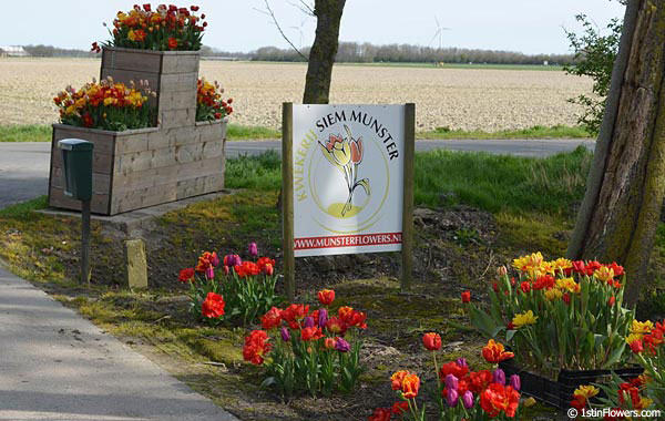 Munster Flowers in the Netherlands