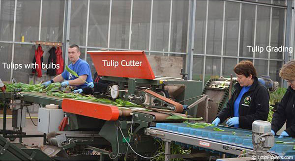 Tulips Being Cut for Packaging