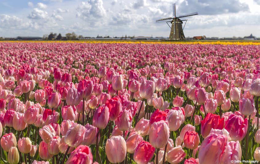 Tulip Bulb Farm in the Netherlands
