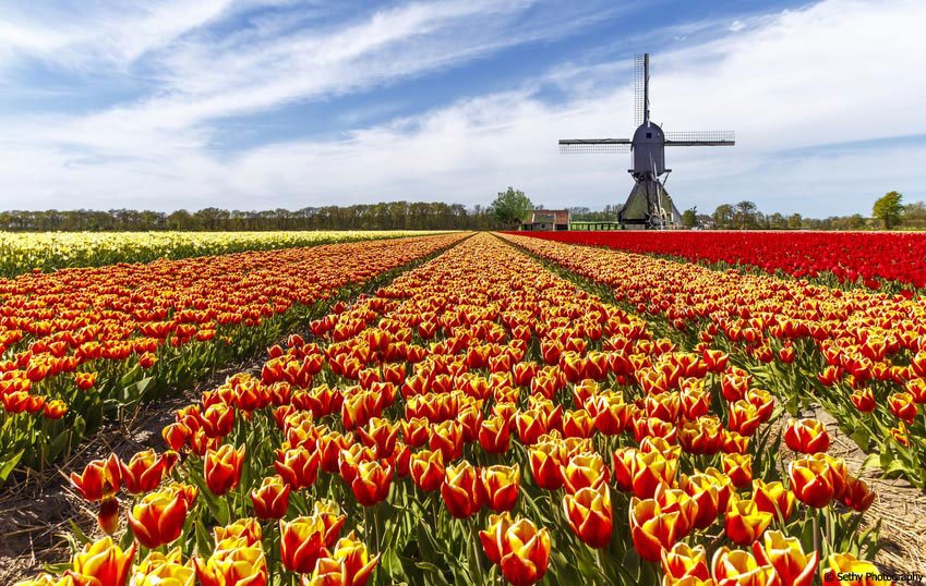 The Tulip From Farm To Florist