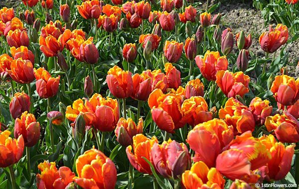Field of Cilesta Tulips