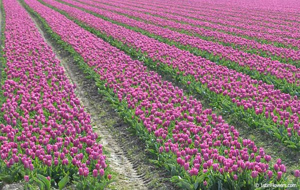 Field of Purple Tulips at Munster Flowers