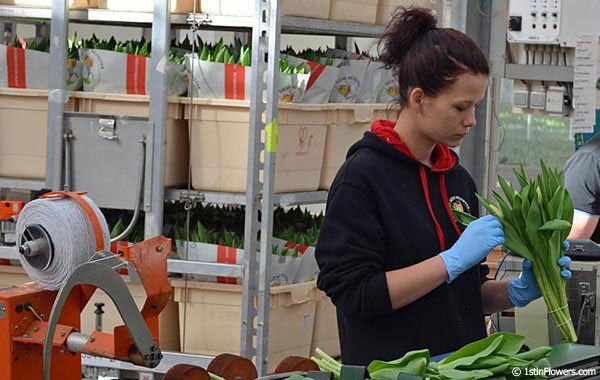 Tulips Being Packaged for Florists to Use