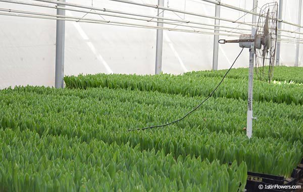Tulips in a Greenhouse