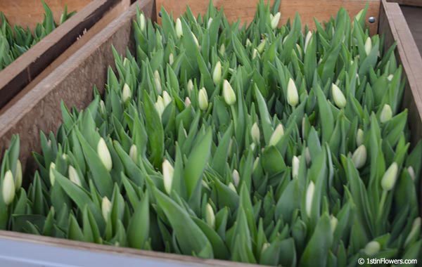 Tulips in Cooling Cell