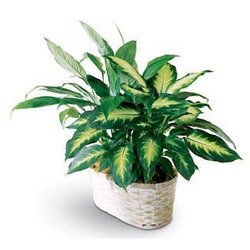 Spathiphyllum and Dieffenbachia