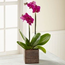 Fuchsia Phalaenopsis Orchid