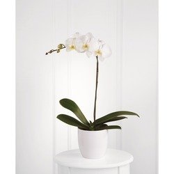 White Orchid Planter