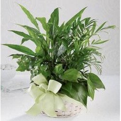 Woodland Greens Basket