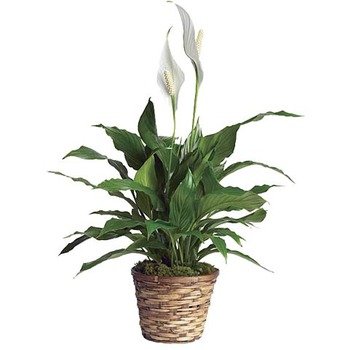Spathiphyllum Plant (Peace Lily)