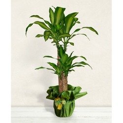 Dracena Plant