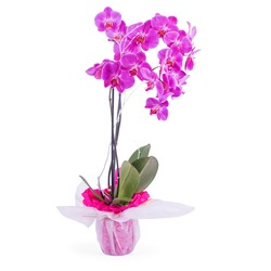 Orchid Plant