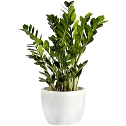 Zamioculcas