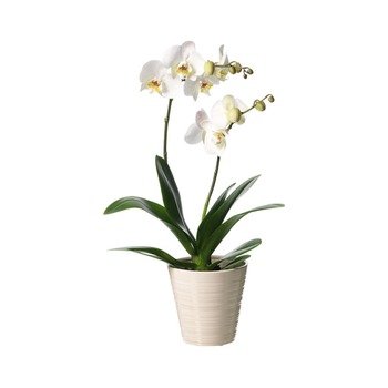 Single plant Phalaenopsis (White)