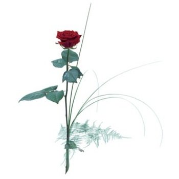 Single flower - Red rose