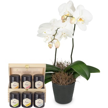 White Orchid (Phalaenopsis) in cachepot with honey gift set