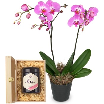 Deep pink Orchid (Phalaenopsis) in cachepot with Swiss blossom honey
