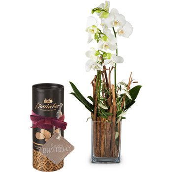 Enchantment (orchid with vase) with Gottlieber cocoa almonds and hanging gift tag "Happy Birthday"