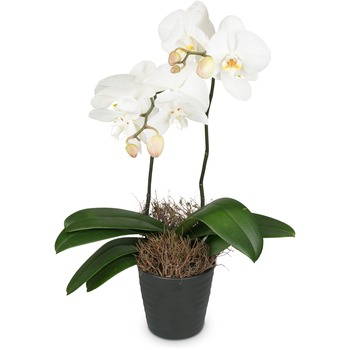 White Orchid (Phalaenopsis) in cachepot
